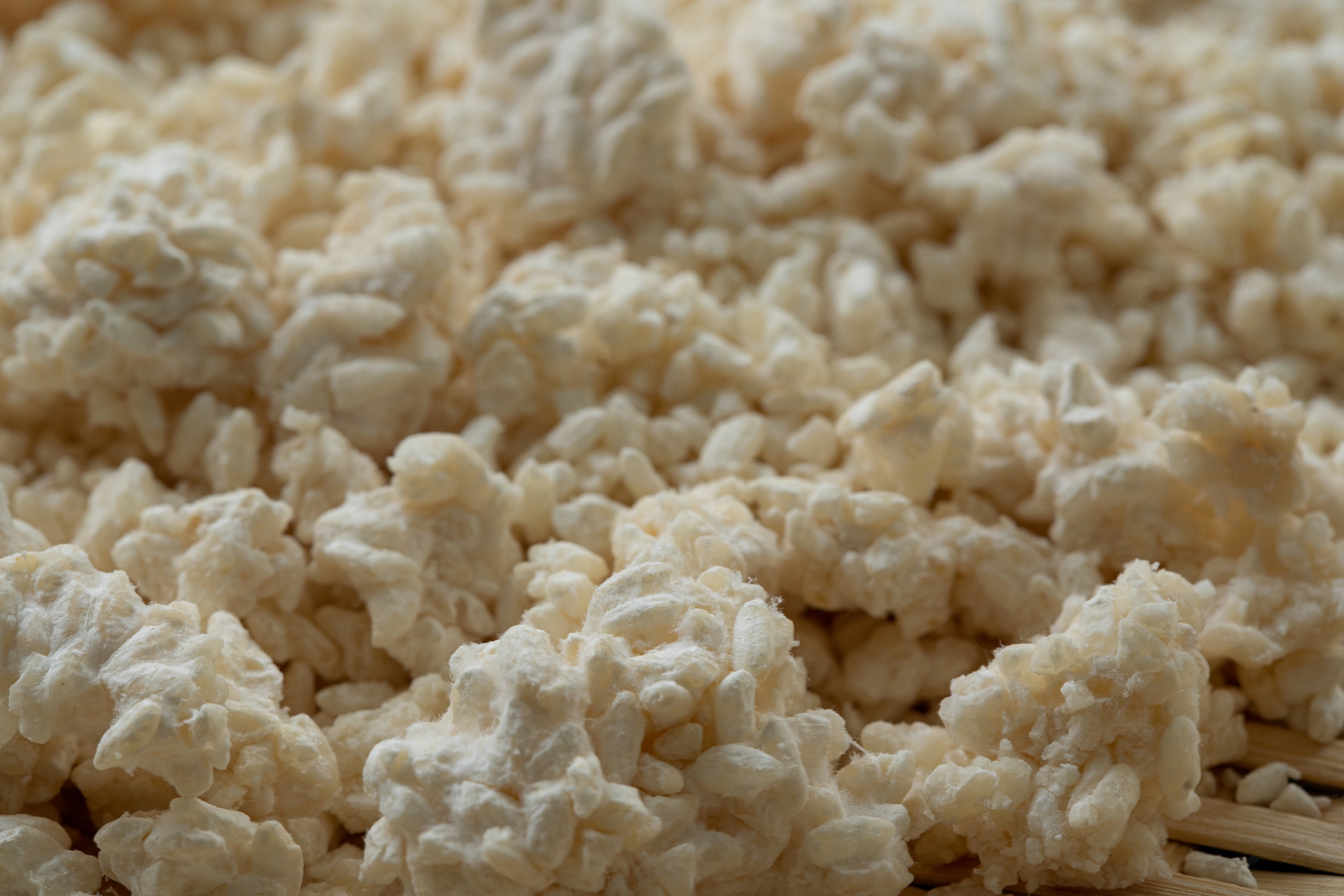 【焼酎と麹の文化】焼酎の味をつくる“見えない主役”──日本の麹と黒麹・白麹の物語